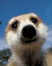 pic for Timon: What u lookin at